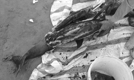 Hình ảnh cá heo bị xẻ thịt. Ảnh CTV