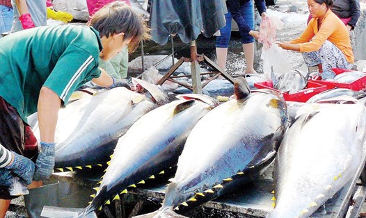 EU cảnh báo thẻ vàng đối với hải sản Việt Nam trong vòng 6 tháng và yêu cầu các biện pháp khắc phục. Ảnh:TCTS cung cấp