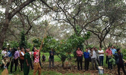 Rất nhiều buổi tập huấn cho nông dân cách trừ sâu bệnh đang tàn phá vườn điều ở Bình Phước. Ảnh: C.H