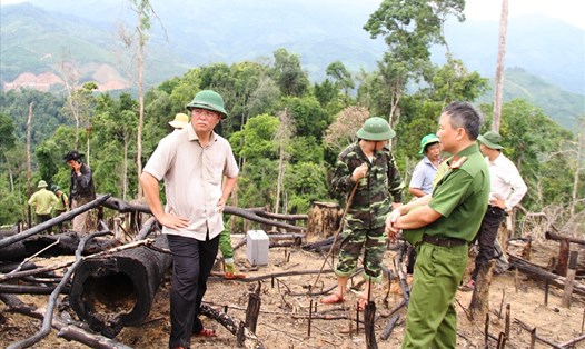 Ông Lê Trí Thanh - Phó Chủ tịch UBND tỉnh Quảng Nam thị sát rừng Tiên Lãnh bị tàn phá. Ảnh: LP