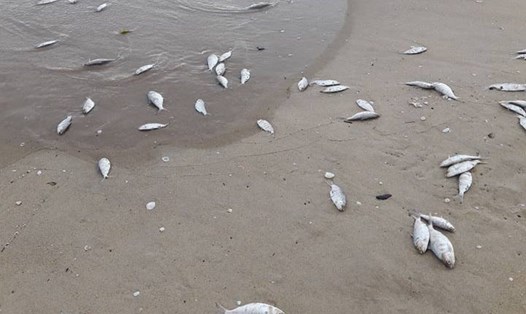 Cá mòi chết dạt bờ ở vịnh Đà Nẵng gây ô nhiễm