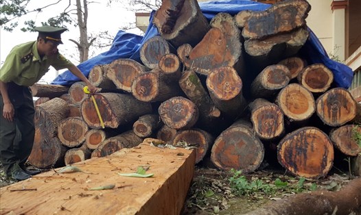 Những cây gỗ hương quý hiếm cuối cùng ở tỉnh Quảng Trị bây giờ chỉ còn là những phách gỗ. Ảnh: HƯNG THƠ