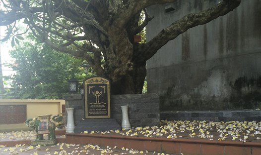 Cây đại cổ thụ trên 400 năm tuổi được công nhận là cây di sản Việt Nam.