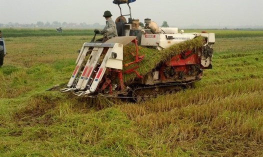 Thu hoạch lúa bằng máy tại tỉnh Thái Bình (Nghĩa Trần).
