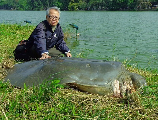 Không còn cụ rùa nào ở Hồ Gươm. Ảnh: Hà Đình Đức.