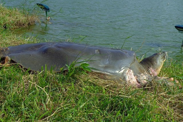 Cụ rùa Hồ Gươm. Ảnh: Hà Đình Đức.