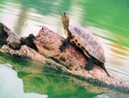 Rùa hồ Gươm trong một lần xuất hiện. 