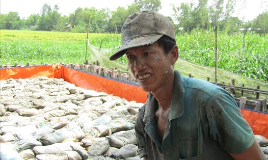 Một bồn nuôi lươn đồng của nông dân xã Vĩnh Hanh. 