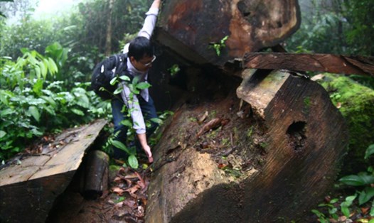 Ảnh phá tan rừng pơ mu cổ thụ và các loài gỗ quý ở Yên Bái mà PV LĐ từng chứng kiến trong những năm qua.