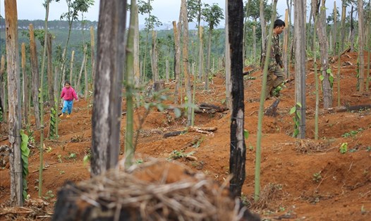 Nhiều diện tích rừng trên địa bàn tỉnh Đắk Nông bị phá trong năm 2017.