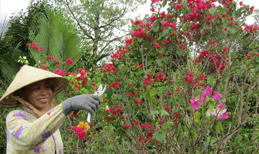 Nhà vườn xã Phú Sơn chăm sóc hoa giấy. 