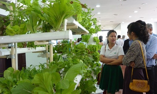 Ứng dựng công nghệ cao trong phát triển nông nghiệp ở Đà Nẵng còn nhiều khó khăn với doanh nghiệp. 