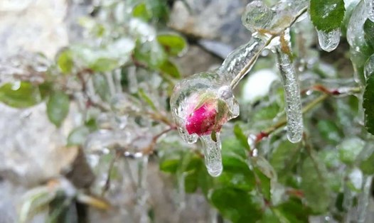 Những giọt nước đọng quanh nụ hoa đóng thành một lớp băng giá trong suốt vào tháng 11.2017 tại Sa Pa. Ảnh: Phùng Phương