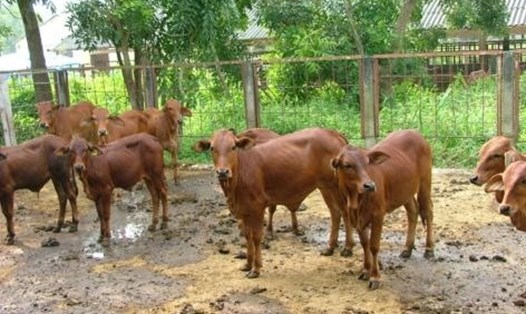 Phân viện Chăn nuôi Nam Bộ, Viện Chăn nuôi chuyên nghiên cứu và phát triển các giống gia súc, gia cầm... (Trong ảnh: Bê lai Brahman). Ảnh: PV