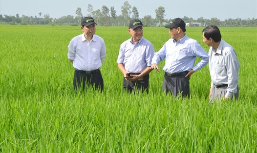 Chủ tịch UBND tỉnh Đồng Tháp Nguyễn Văn Dương (thứ 2 từ phải qua) đi thị sát cánh đồng lúa ở huyện Tháp Mười.