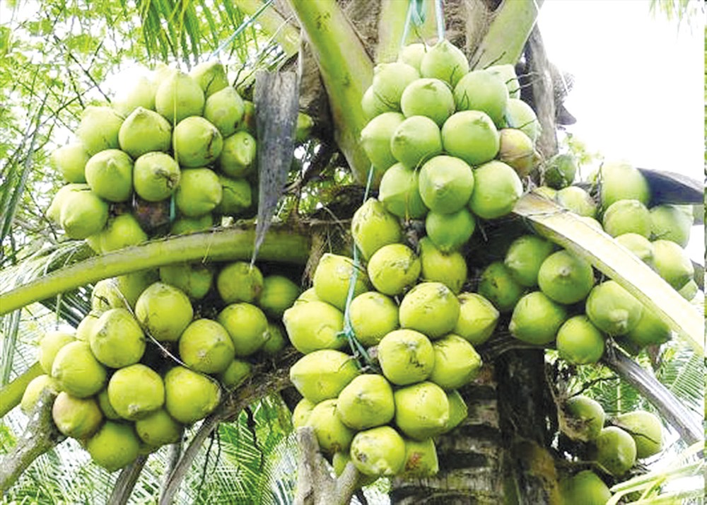 Tổng hợp 97 hình về mô hình trồng dừa trên đất ruộng  daotaonec