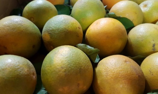 Sử dụng đồng sunfat pha với vôi để trừ sâu bệnh cho cây cam có thể phòng được nhiều bệnh, trong đó bệnh đốm đen, đốm nâu, bệnh loét, bệnh sẹo, bệnh chảy gôm… Ảnh: Kh.V