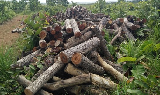 Nhiều diện tích rừng trên địa bàn tỉnh Đắk Nông bị phá có trách nhiệm của lực lượng bảo vệ rừng.