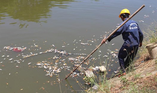 Cá chết dạt bờ ở sông Phú Lộc, Đà Nẵng. Ảnh: NT