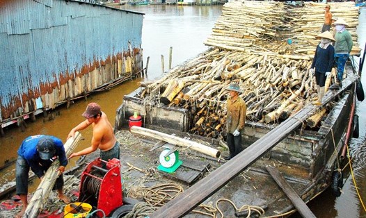 Do không có chợ gỗ nên người trồng rừng Cà Mau mỗi năm mất trên 100 tỉ đồng.