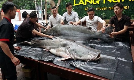 Hai con cá khủng vừa được vận chuyển về Đà Nẵng bằng máy bay