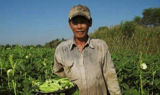 Nông dân huyện Long Mỹ thu hoạch đậu bắp.
