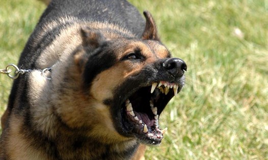 Chó có hai thể dại cuồng và dại câm với biểu hiện hoàn toàn khác nhau. Trong ảnh: Con chó với biểu hiện bệnh dại cuồng - nguồn: i.ytimg.com