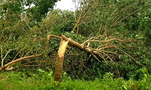 Bạt ngàn cây cao su ở thị trấn Việt Trung bị cơn bão phá nát. Ảnh: Lê Phi Long
