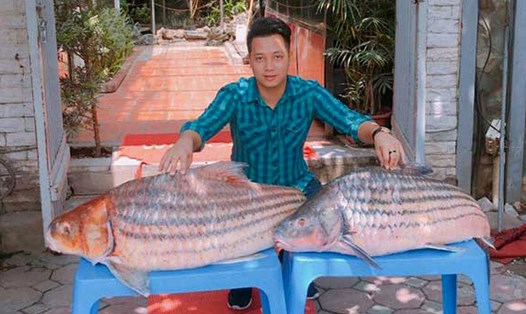 Cặp cá trà sóc nặng gần 1 tạ đưa từ Campuchia về Hà Nội.