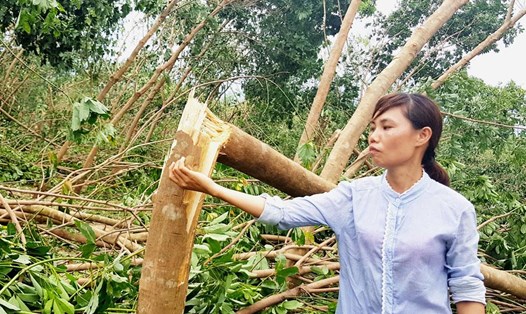 Chị Nguyễn Thị Bông - công nhân Đội Quyết Tiến, Cty TNHH MTV Việt Trung - ngậm ngùi bên những cây caosu bị gió bão đánh gãy. Ảnh: Lê Phi Long
