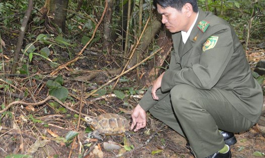 Cá thể rùa sau khi tiếp nhận đã được thả về tự nhiên. Ảnh: VQG Bạch Mã cung cấp.