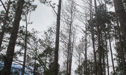 Hàng trăm cây thông bị đầu độc không thương tiếc