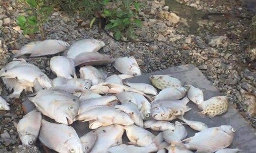 Cá chết hàng loạt trên sông Hoàng Mai (ảnh C.T)