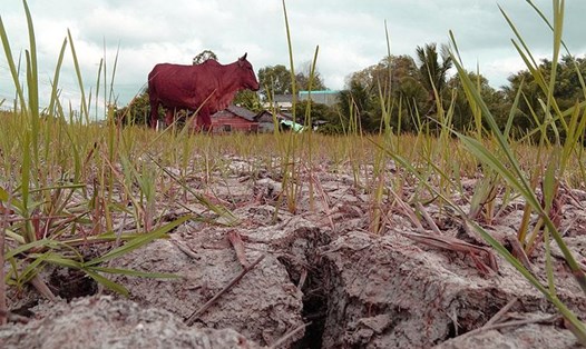 Đồng ruộng của tỉnh Bến Tre bị nhiễm mặn, cạn khô mấy tháng trời năm 2016. Ảnh: Vietnamnet.