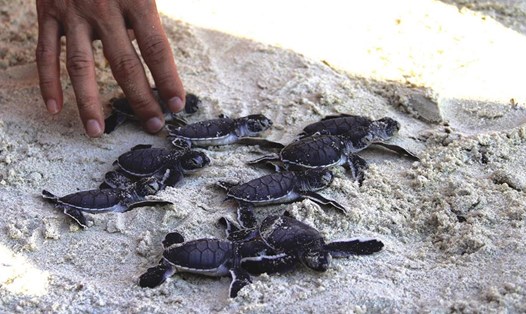 Việc đưa trứng rùa biển ở Côn Đảo về ấp nở thành công tại Cù Lao Chàm cho thấy nơi đây vẫn còn những điều kiện thuận lợi để khôi phục quần thể rùa biển. Ảnh: Lam Phương