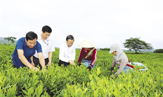 Đồng chí Nguyễn Quốc Lập- Bí thư Huyện ủy (giữa) cùng đoàn công tác Huyện ủy huyện Hương Sơn thăm cánh đồng chè trồng theo quy trình Viet gap của người lao động tại xã Sơn Kim 2. Ảnh: Văn Lê