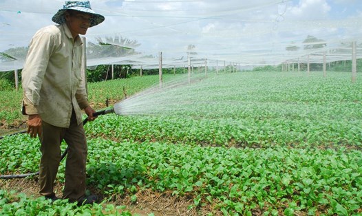 Mô hình trồng rau an toàn theo tiêu chuẩn VietGAP của HTX Rau an toàn Tân Đông.