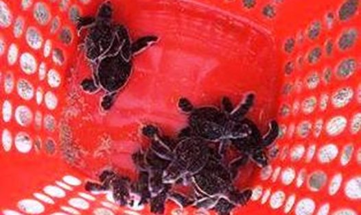 Những cá thể rùa biển đầu tiên nở thành công sau khi được chuyển vị từ Côn Đảo về Cù Lao Chàm. Ảnh: Nguyễn Thế Hùng