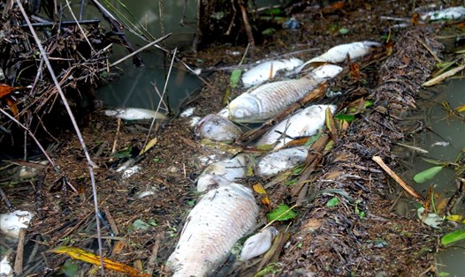 Xuất hiện cá chết hàng loạt trên sông Bàu Giang. Ảnh: T.H