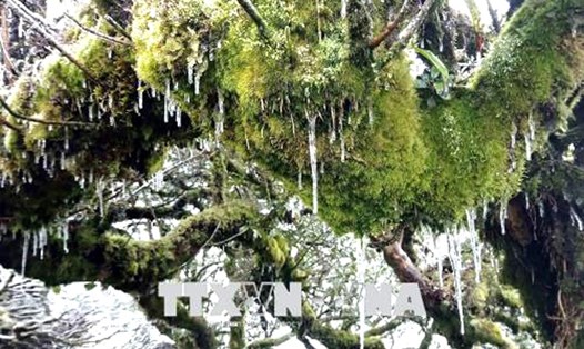 Nhũ băng trên những cành cây cổ thụ rong rêu.