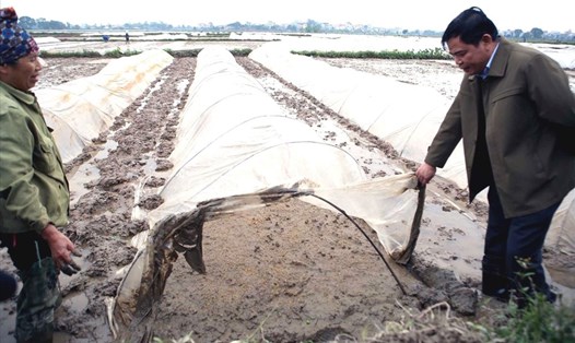 Bộ trưởng Bộ NNPTNT Nguyễn Xuân Cường lội ruộng kiểm tra lấy nước, đổ ải. Ảnh: Bích Hồng