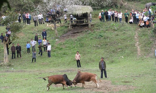 Lễ hội chọi bò của người Mông ở Nghệ An, tổ chức vào dịp Tết cổ truyền. Ảnh: PVT