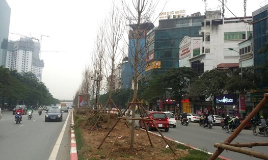 Những cây phong lá đỏ được trồng trên phố Trần Duy Hưng.

