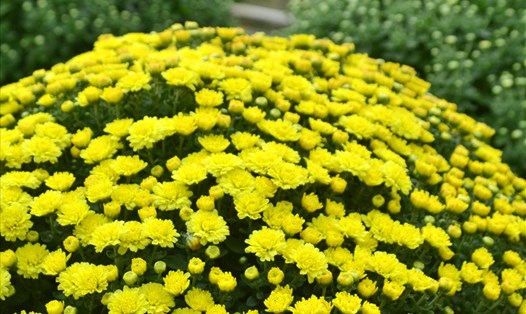 Với màu vàng và cấu hình vun tròn, cúc mâm xôi- đặc sản của làng hoa Sa Đéc- được nhiều gia đình ưu tiên chọn làm hoa chưng Tết. (Ảnh: Lục Tùng)