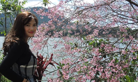 Du khách chụp hifnhv ới hoa mai anh đào ở hồ Tuyền Lâm, TP.Đà Lạt. Ảnh: K.Q.