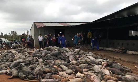 Vụ cháy khiến hơn 1.000 con lợn bị chết.