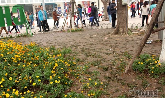 Một góc vườn hoa ở Hồ Gươm bị "tàn sát" sau đêm Giao thừa. Ảnh: Vietnamnet.