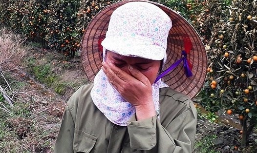Chị Nguyễn Thị Lụa (vợ anh Huế) đau xót vì vườn quất bị kẻ gian phá hoại. 