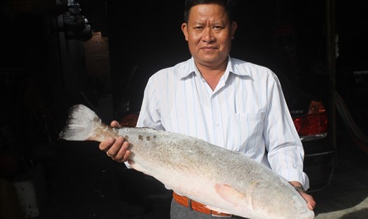 Con cá sủ vàng "khủng" được người dân trả mua tiền tỉ.
