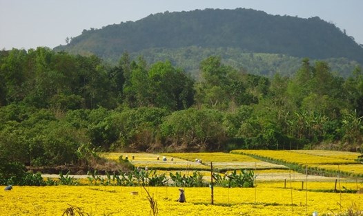 Một cơ sở trồng hoa cúc ở Lâm Đồng (ảnh M.P)
